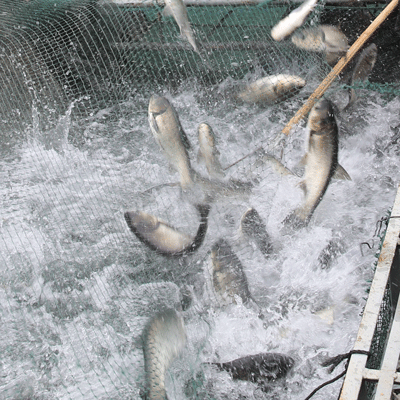 維持魚類健康 