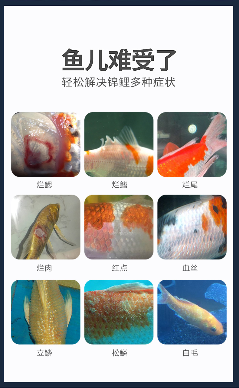 錦鯉魚病藥