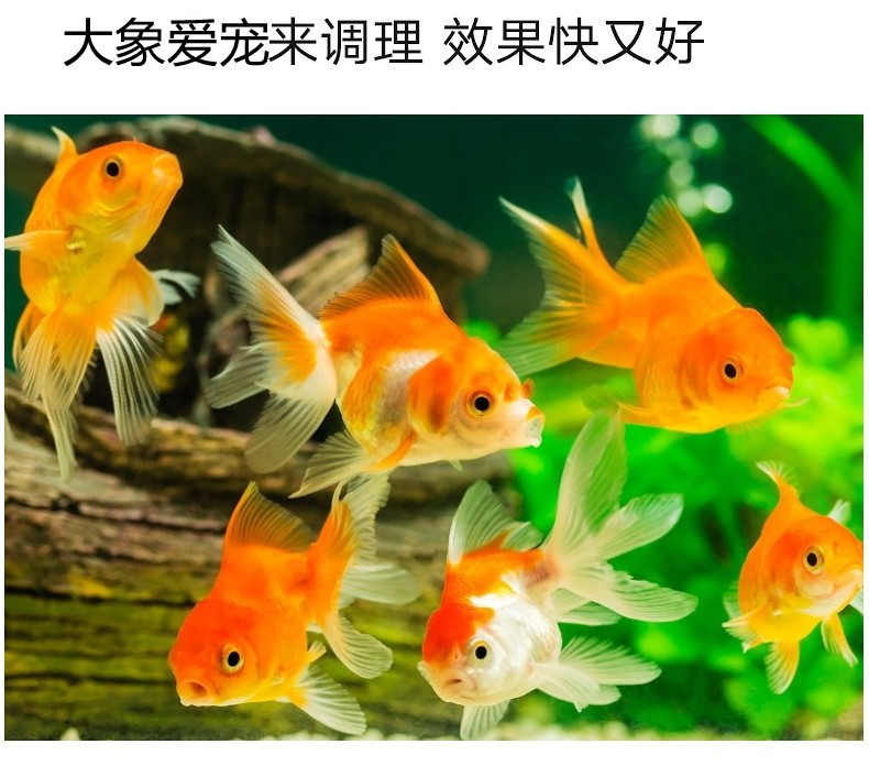 預(yù)防和改善觀賞魚細菌性病癥